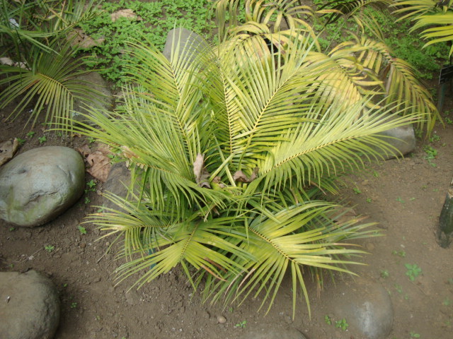Ceratozamia matudae
