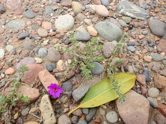 Portulaca confertifolia