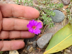 Portulaca confertifolia