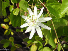 Passiflora