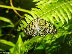 Cyclosia papilionaris
