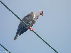 Patagioenas corensis