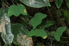 Passiflora sexflora