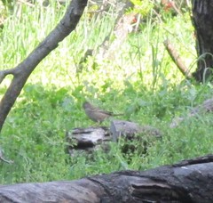 Zonotrichia leucophrys