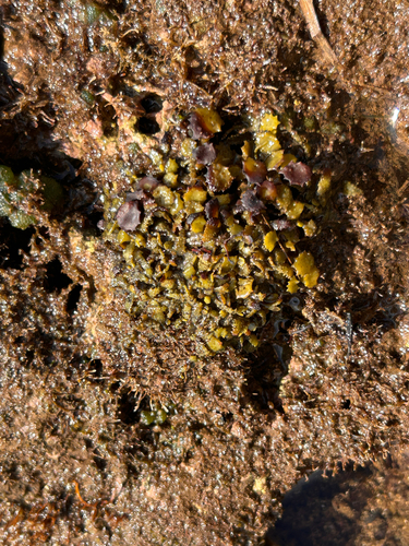 Turbinaria observed 2026-02-28
