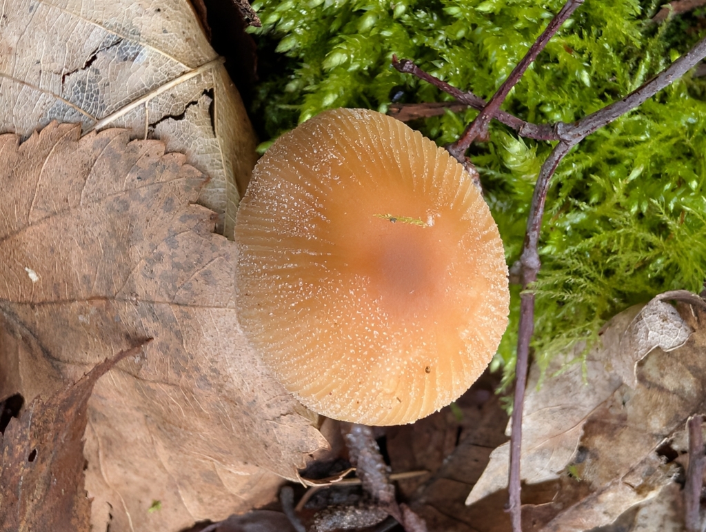Micacei · March 2026 · photo: © pilmar (iNaturalist, cc0)