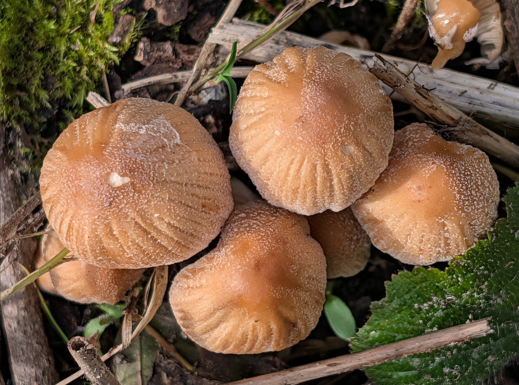Micacei · March 2026 · photo: © pilmar (iNaturalist, cc0)