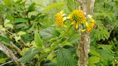 Tilesia baccata