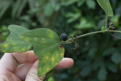 Passiflora sexflora