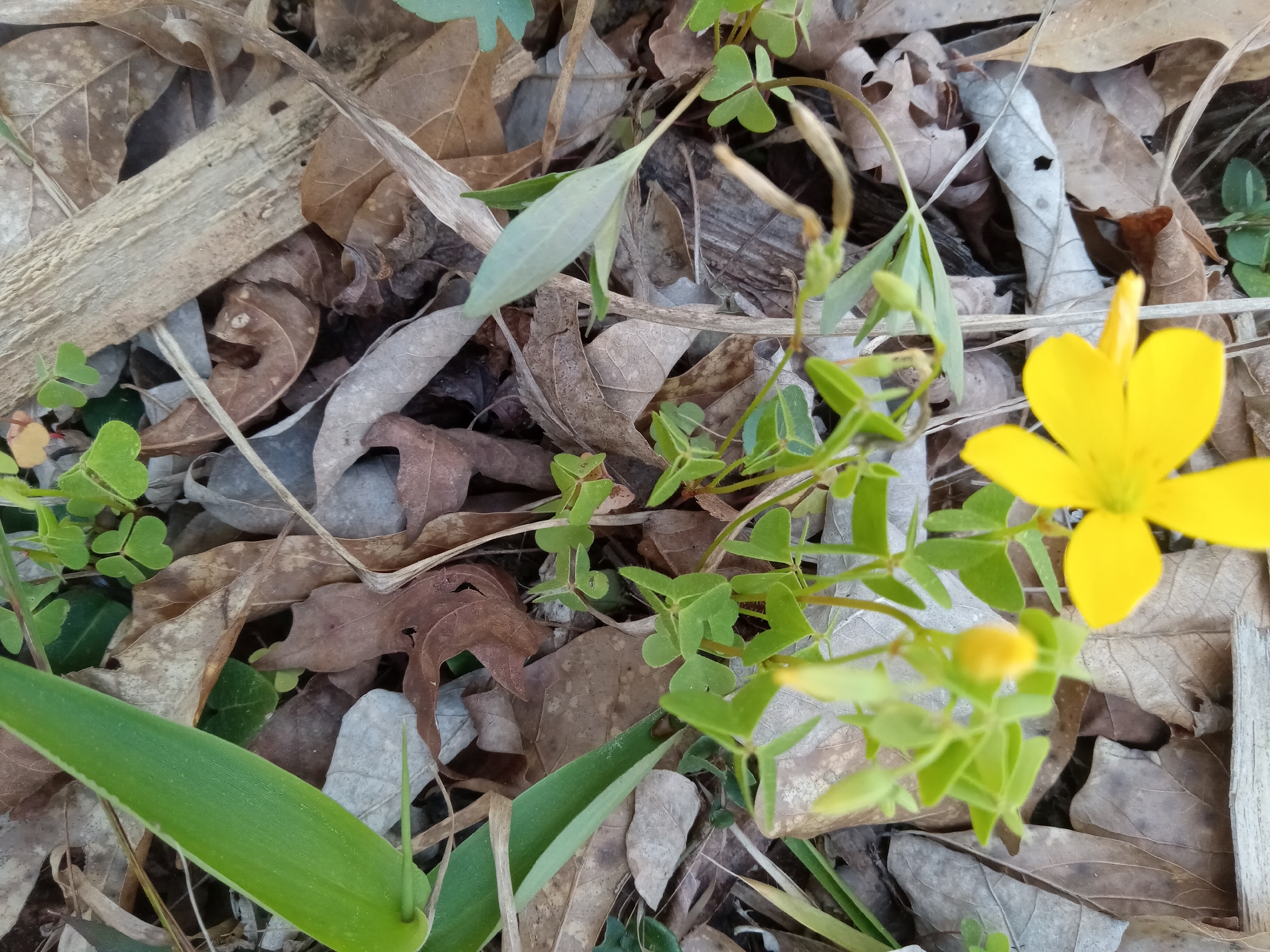 Horned wood sorrel