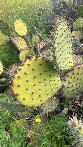 Chaparral Pricklypear (Opuntia oricola)