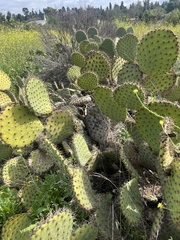 Opuntia oricola, photograph (c) nmoorhatch, some rights reserved (CC BY)