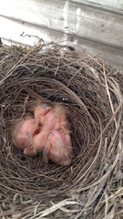 Turdus rufiventris