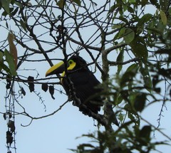 Ramphastos brevis