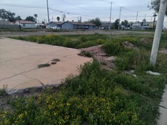 Oncosiphon pilulifer