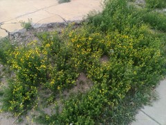 Oncosiphon pilulifer