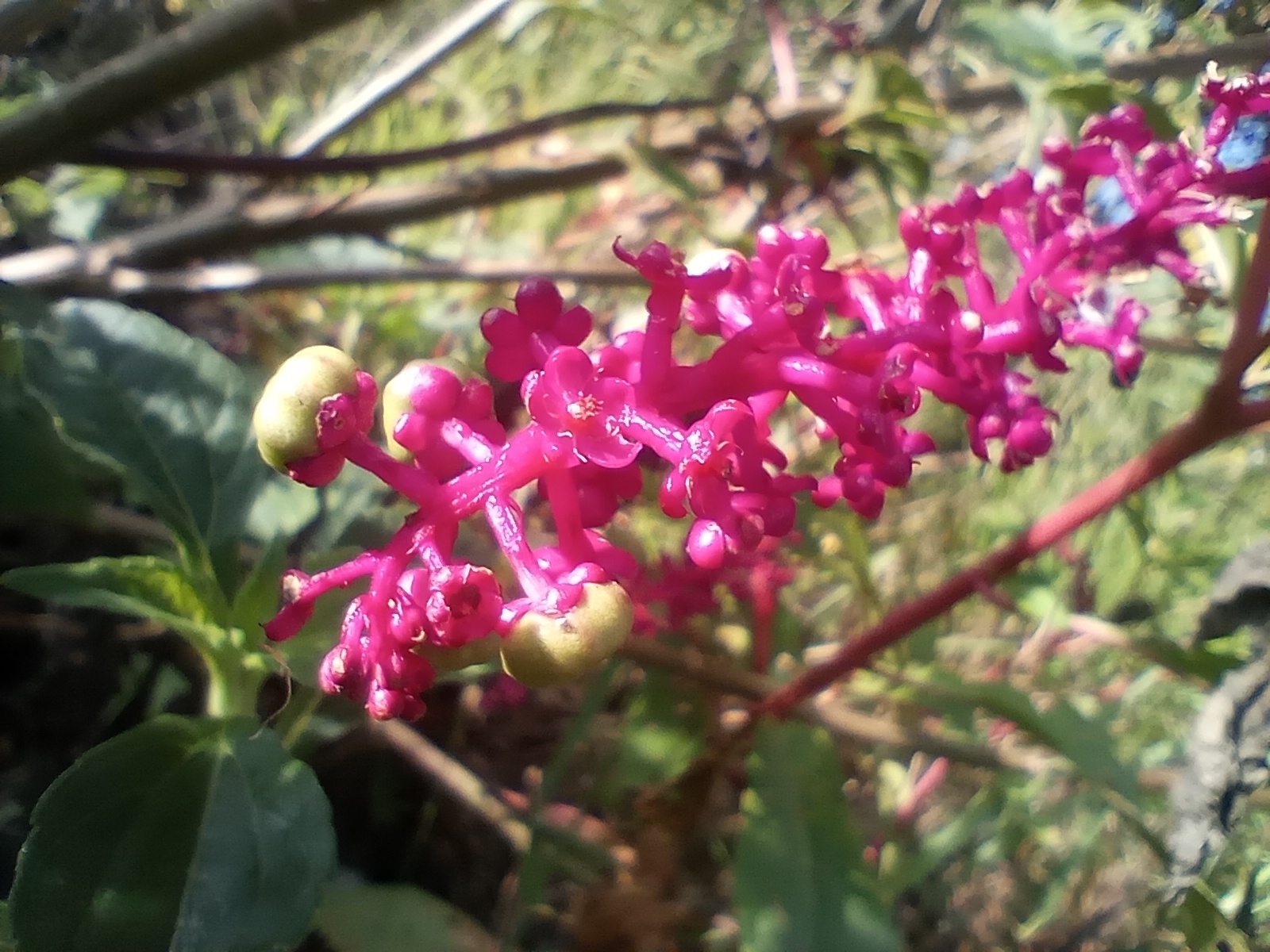 Phytolacca thyrsiflora