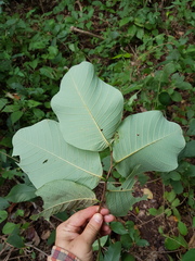 Annona holosericea