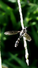 Dioprosopa clavata