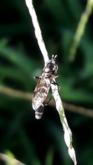 Dioprosopa clavata