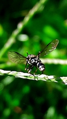 Dioprosopa clavata
