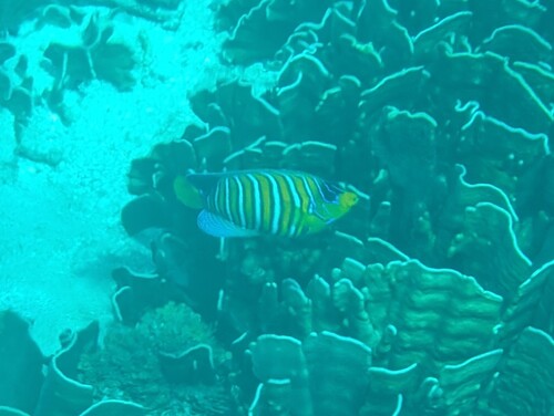 Regal Angelfish (Pygoplites diacanthus)