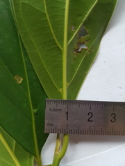 Ocotea laetevirens