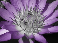 Nymphaea
