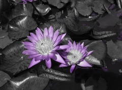 Nymphaea