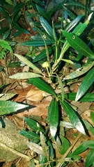 Mollinedia stenophylla