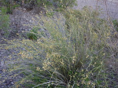 Baccharis spartioides
