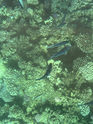 Abudefduf sexfasciatus