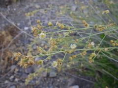 Baccharis spartioides