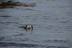 Leucocarbo purpurascens