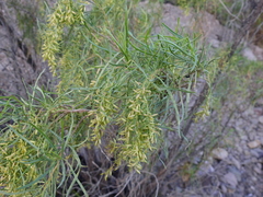 Acanthostyles buniifolius