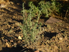 Artemisia mendozana