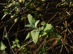 Buddleja mendozensis