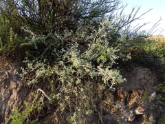 Buddleja mendozensis