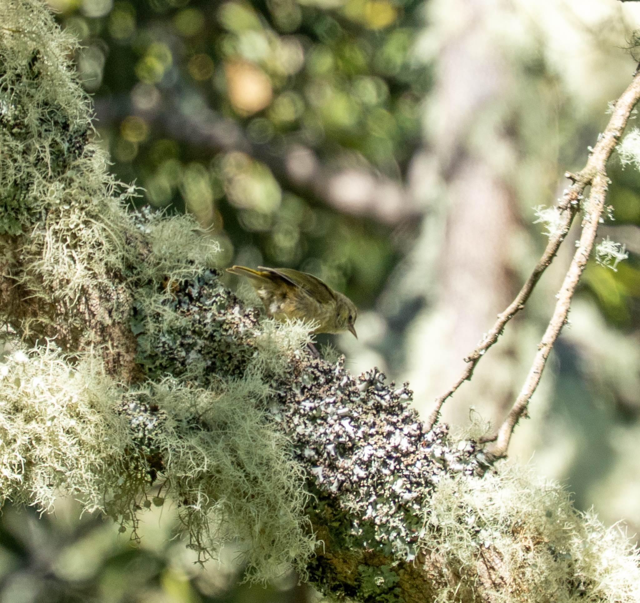Hawaii Creeper (Loxops mana), photo 3