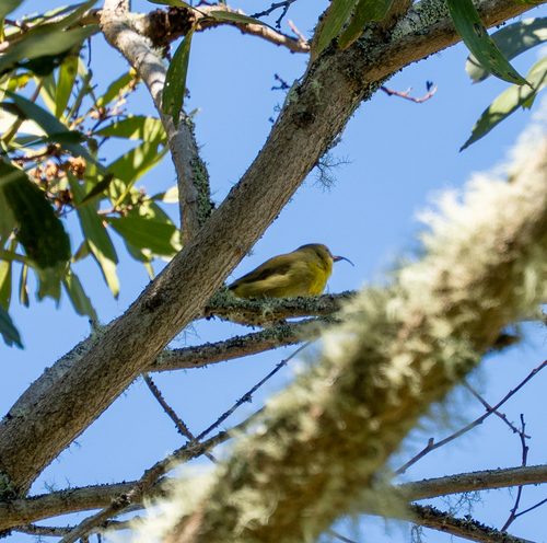 Akiapolaau (Hemignathus wilsoni), photo 3