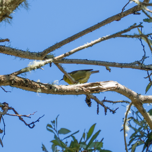 Akiapolaau (Hemignathus wilsoni), photo 4