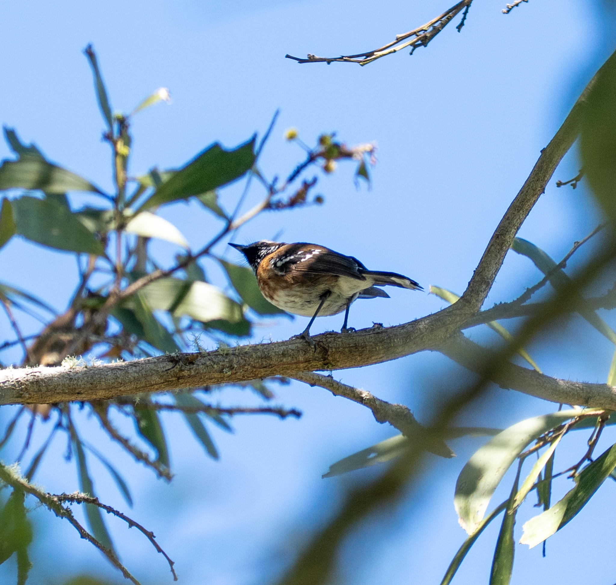 Hawaii Elepaio (Chasiempis sandwichensis), photo 4