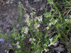 Acantholippia seriphioides