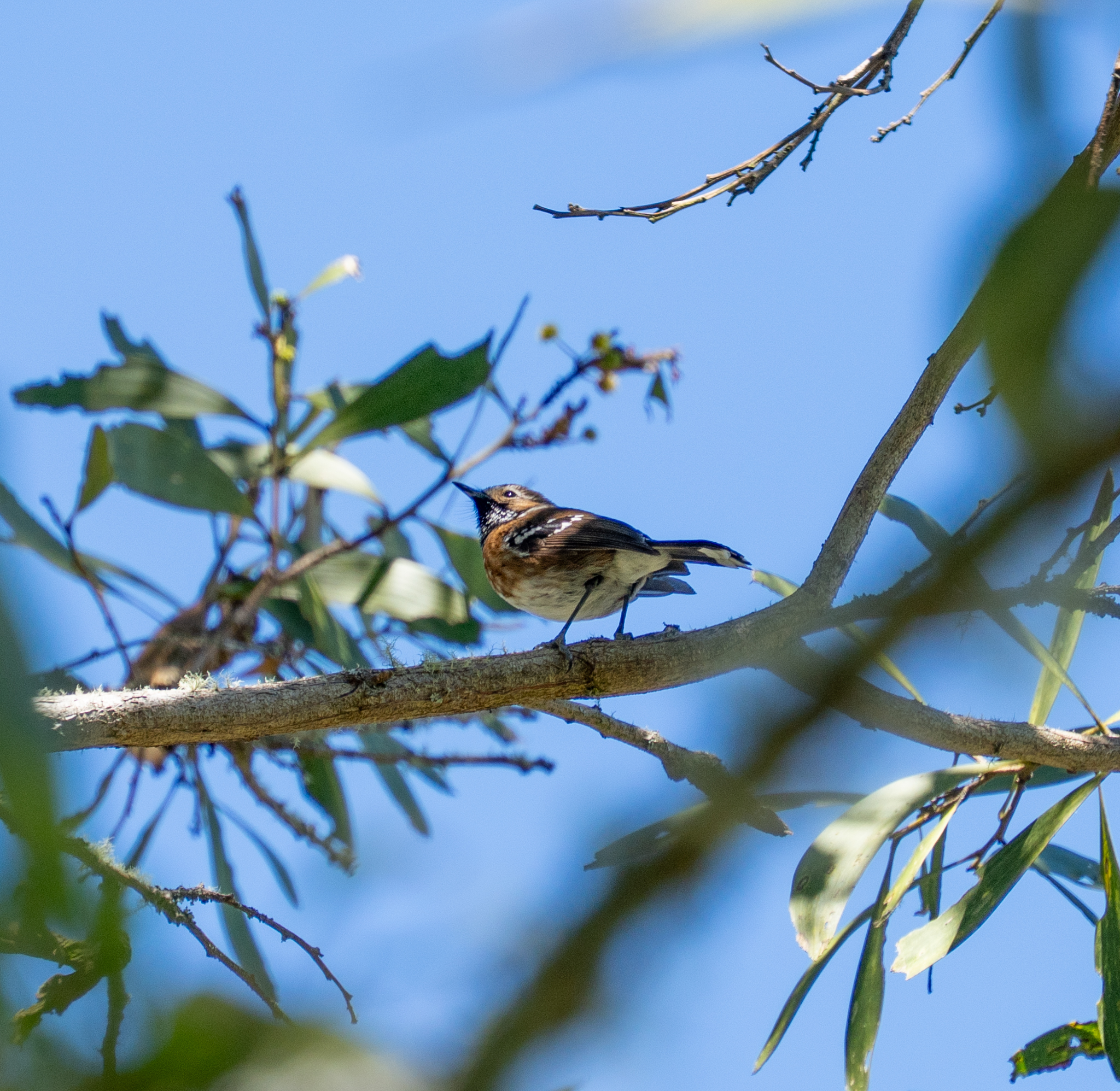 Hawaii Elepaio (Chasiempis sandwichensis), photo 3