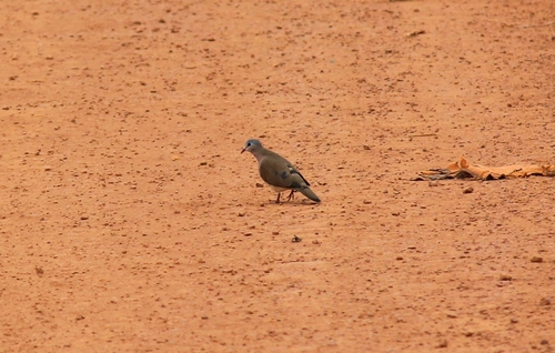 Blue-spotted Wood-Dove