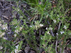 Acantholippia seriphioides