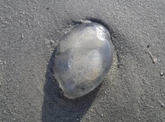 Catostylidae