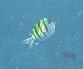 Indo-Pacific Sergeant Major (Abudefduf vaigiensis)