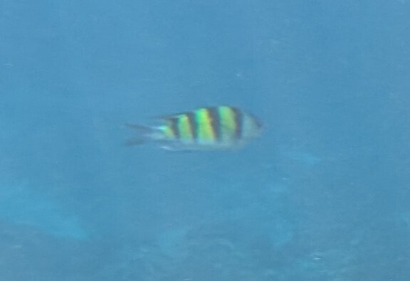 Indo-Pacific Sergeant Major (Abudefduf vaigiensis) — recorded at Boulder City