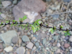 Larrea nitida